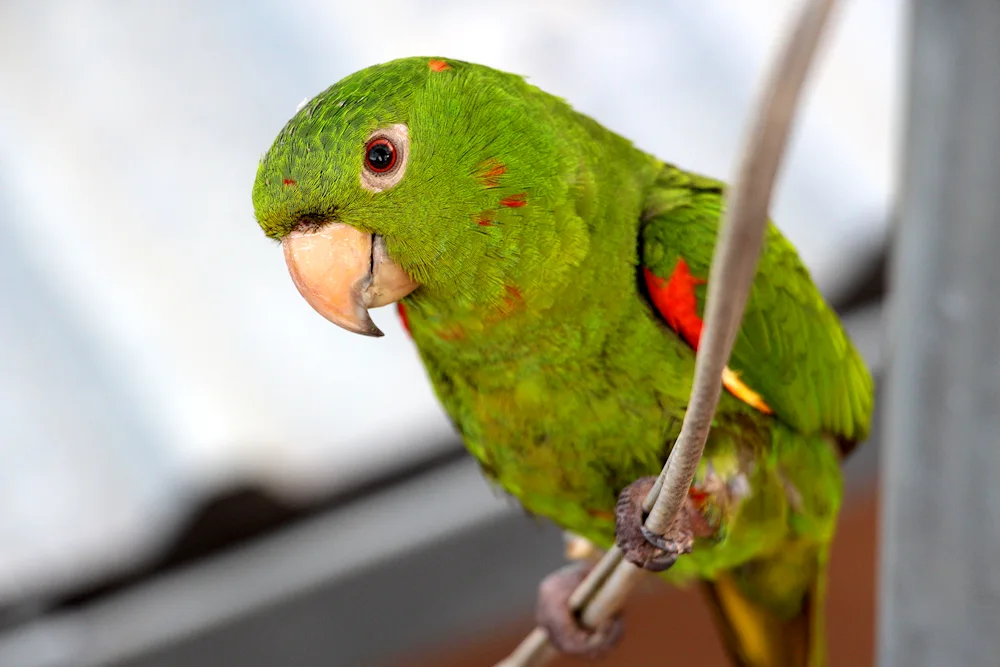 Green Wavy Parrot