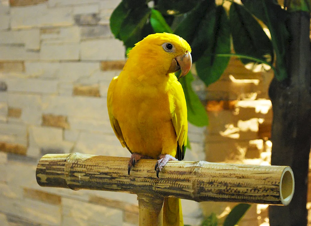 Golden Conure parrot