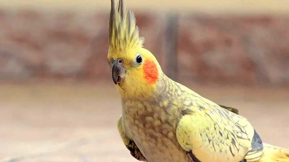 Cockatoo