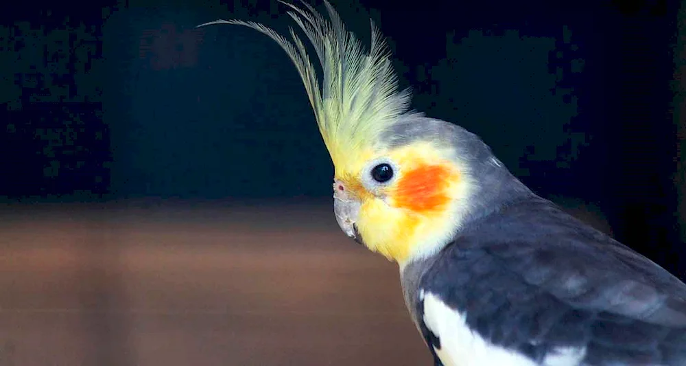 Cockatoo