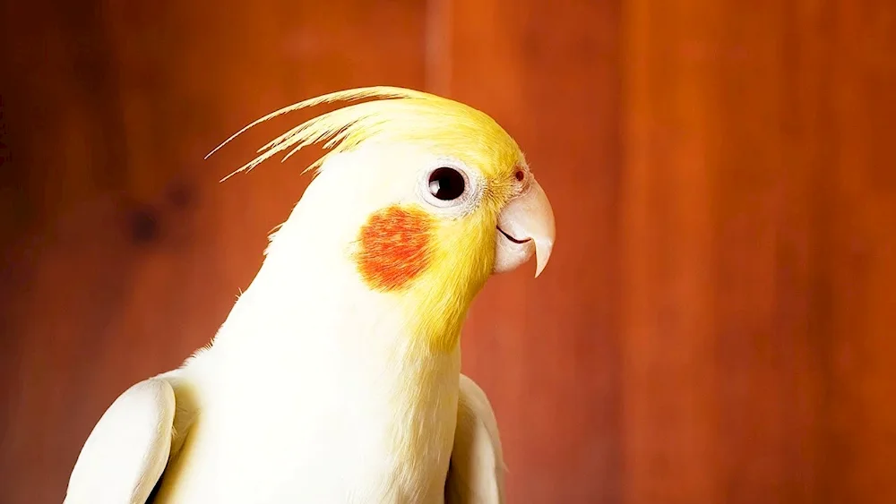 Cockatoo and Cockatoo. cockatoo