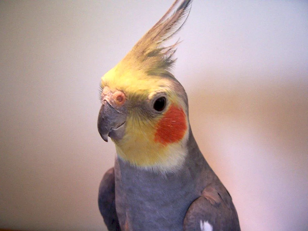 Cockatoo parrot Crested Cockatoo