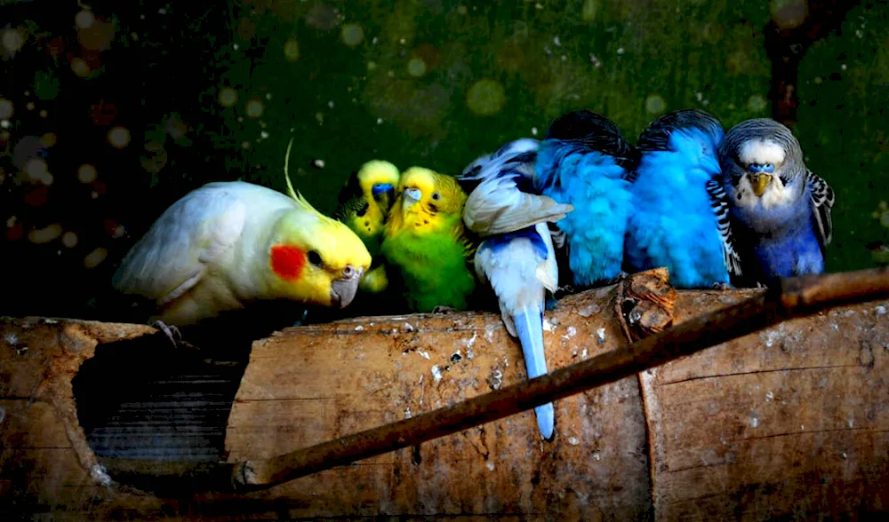 Funny parrots