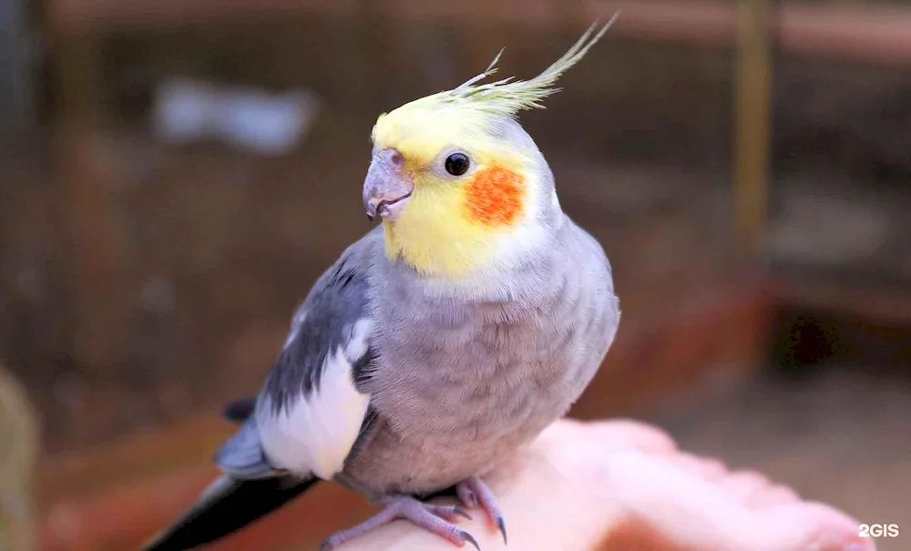 Corella parrot