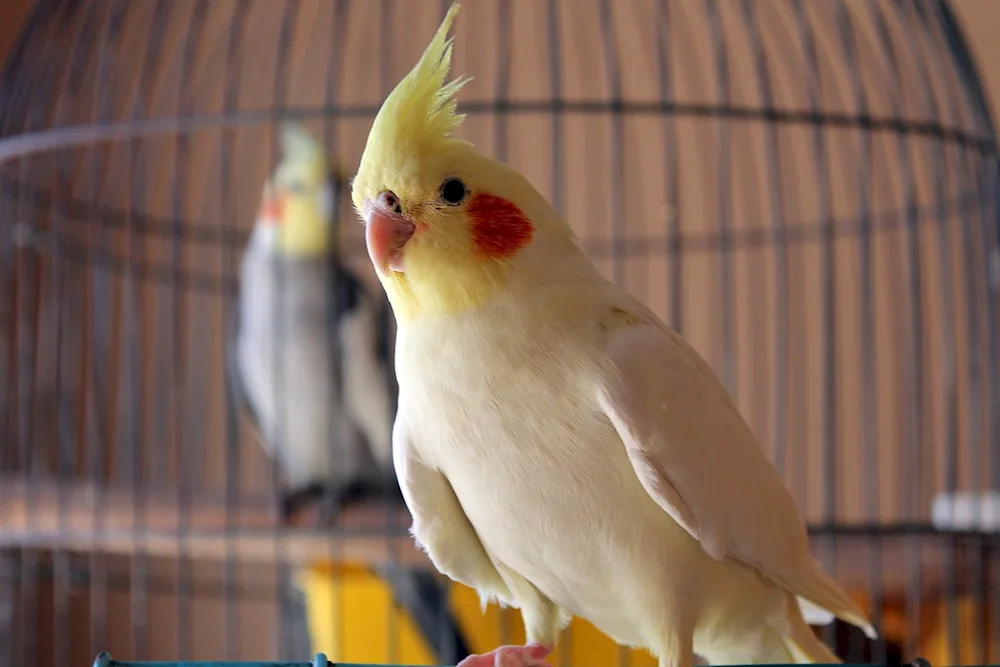 Corella parrot