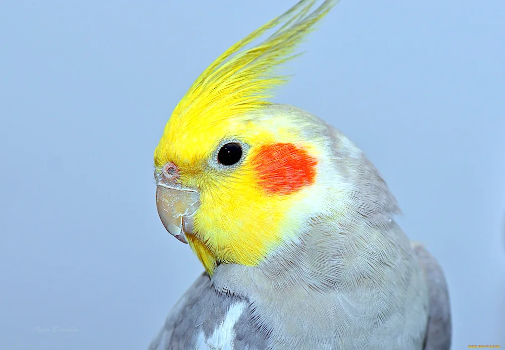 Cockatoo parrot