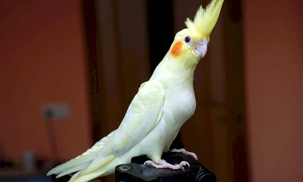 Cockatoo