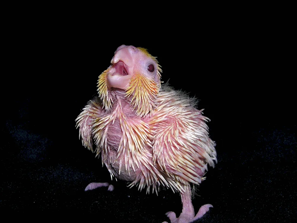 Corella parrot chick