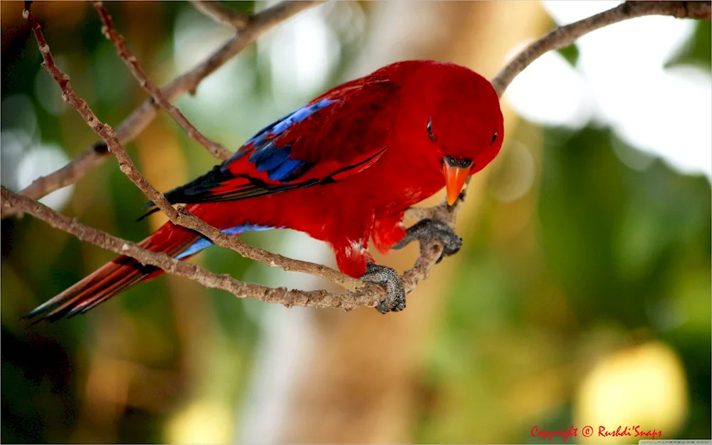 Red Ibis bird