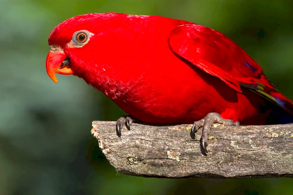 Virginian Cardinal