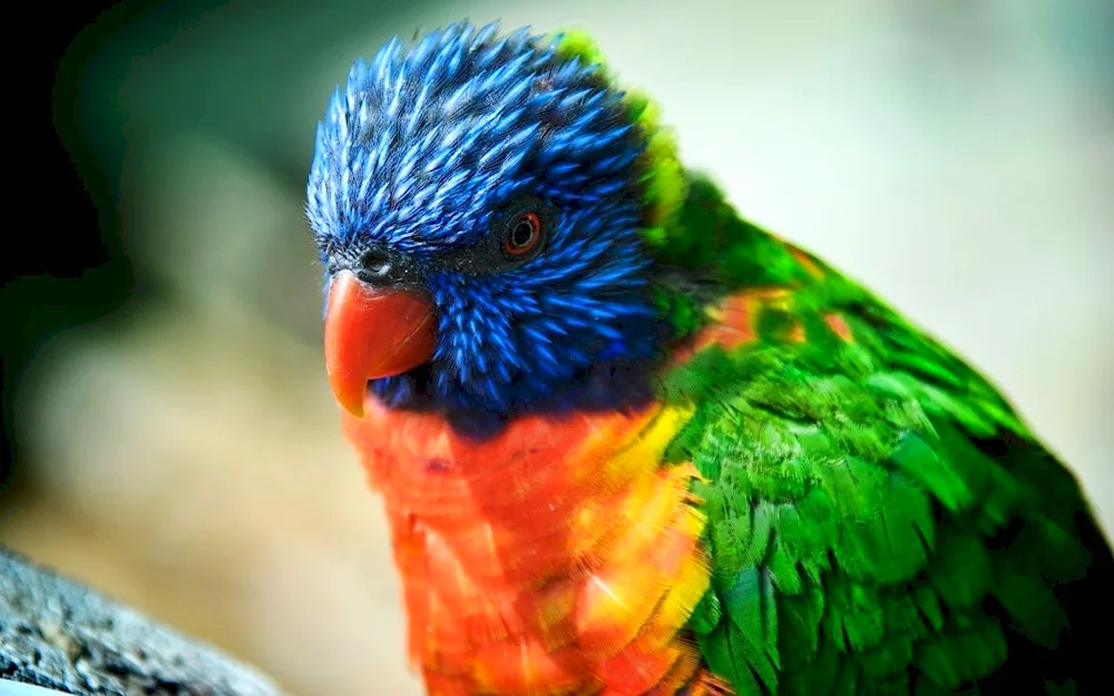 Rosella parrot