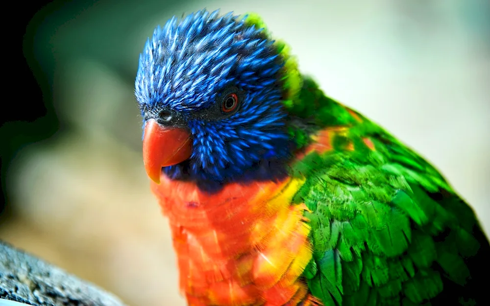 Lorikeet Parrot blue