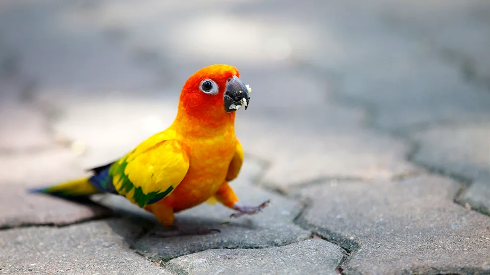 Black parrots