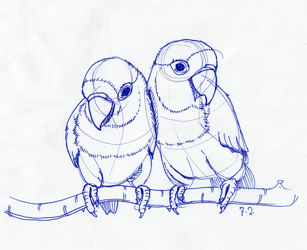 Birds colouring for kids