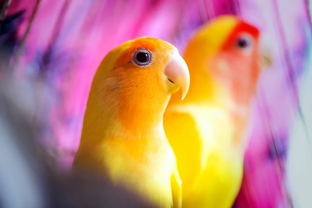 Bearded parrot yellow