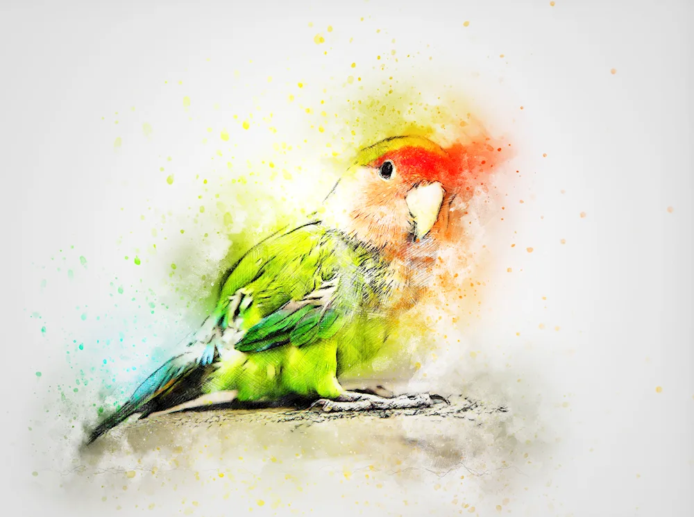 Bird drawing