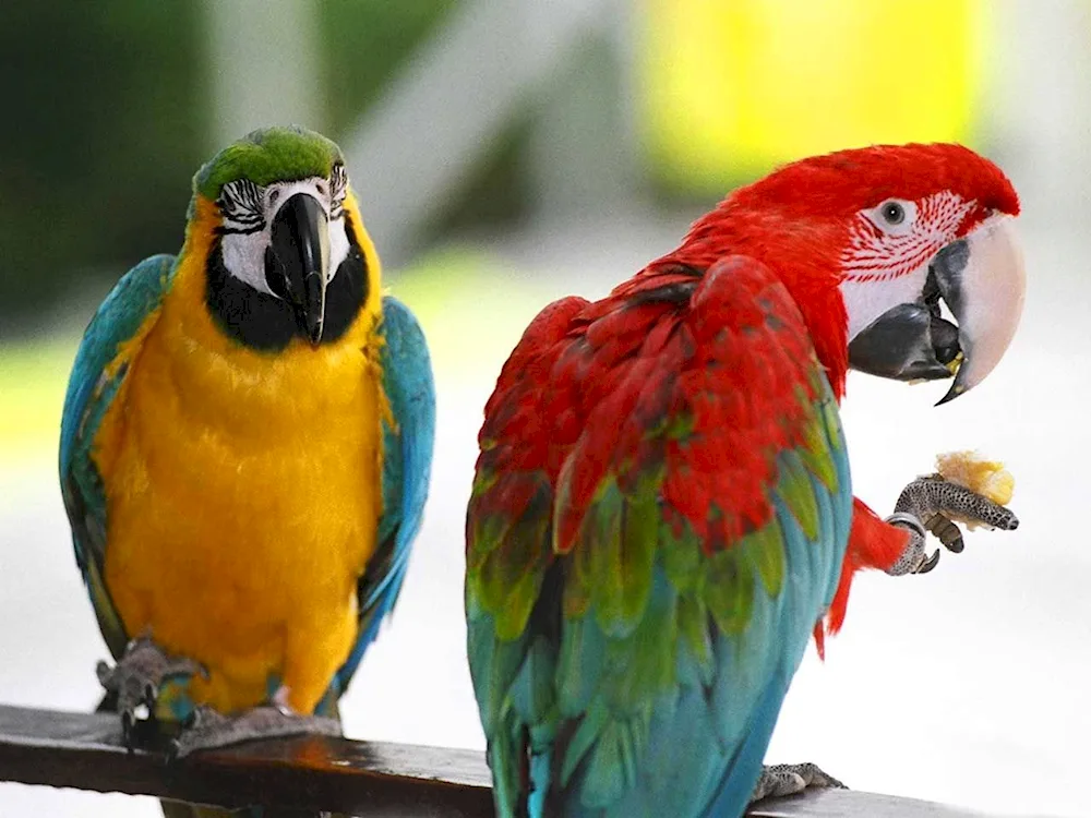 Cockatoo parrots