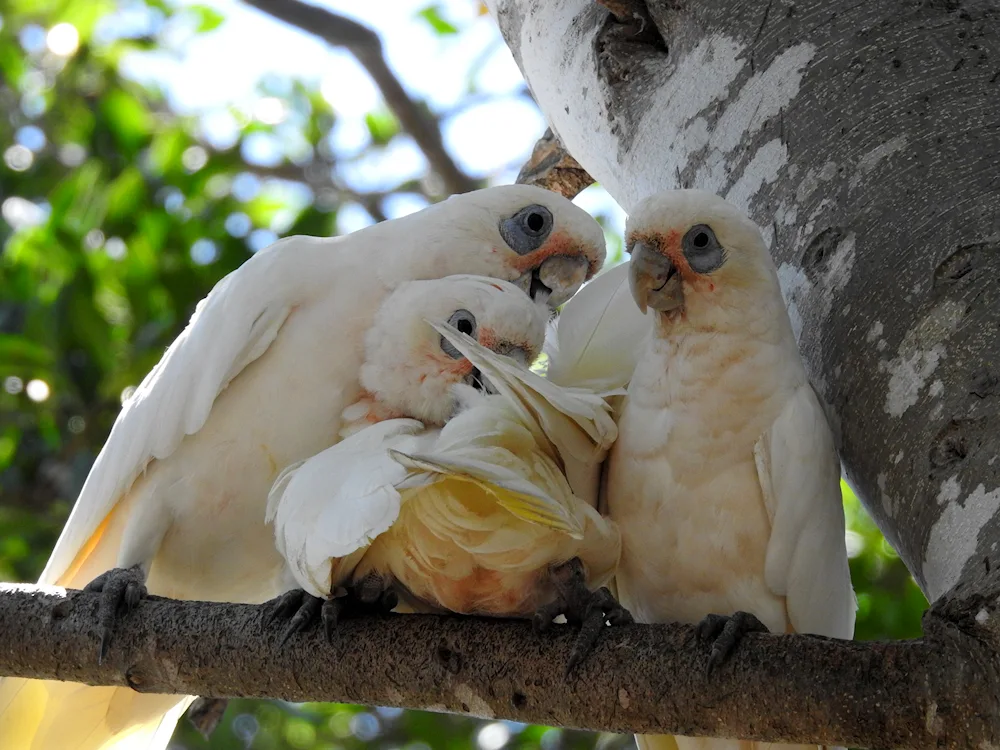 Wavy parrots