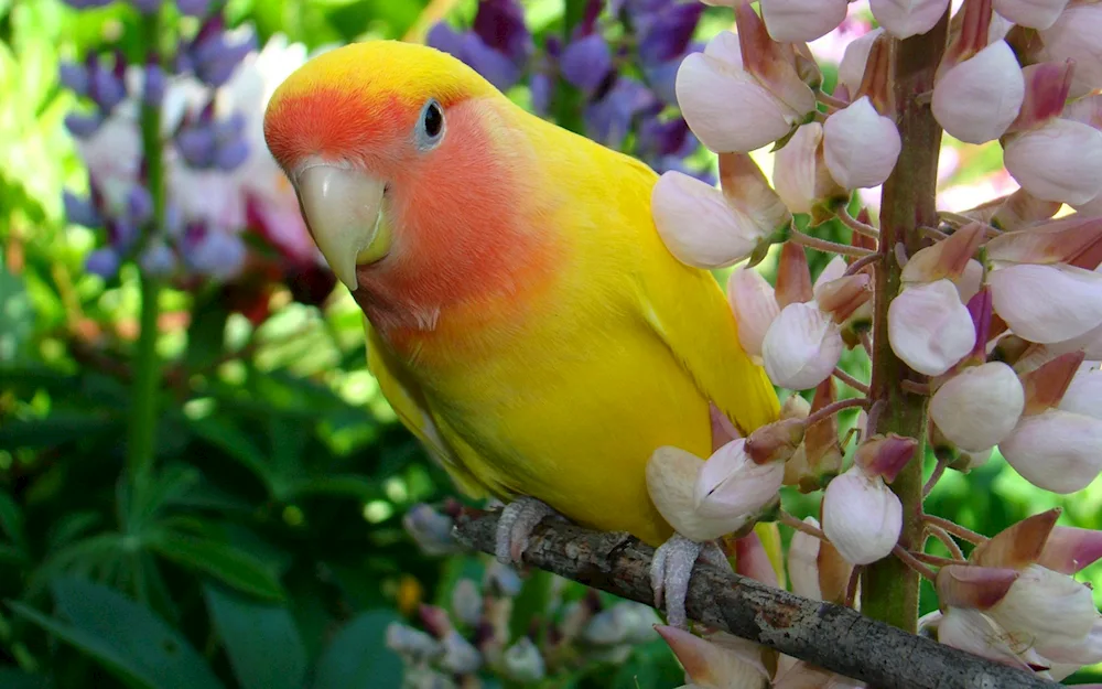 Cockatoo parrots