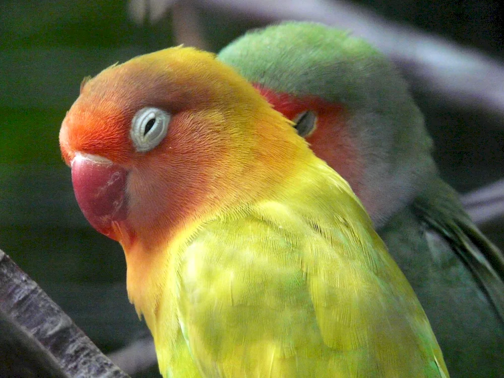 Loricet parrots