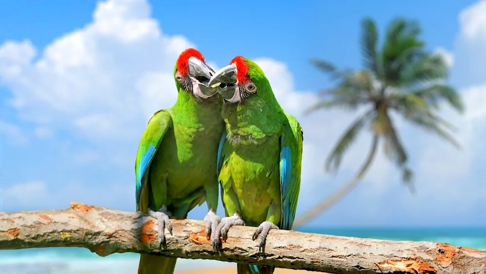 Funny parrots Parrots