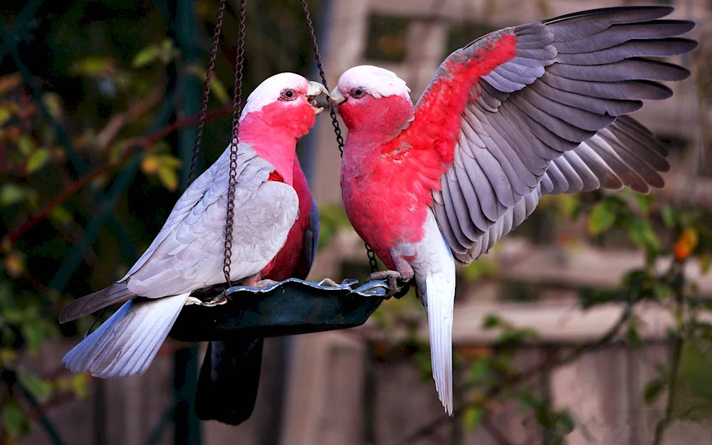 Parrots Cockatoo