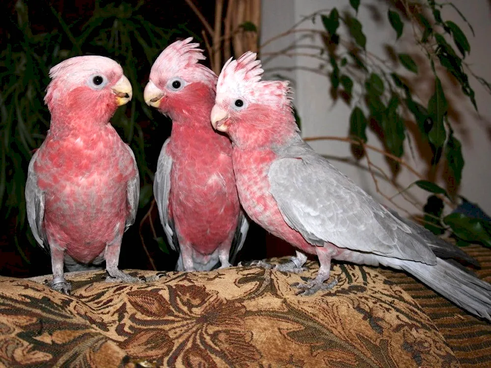 Cockatoo parrots