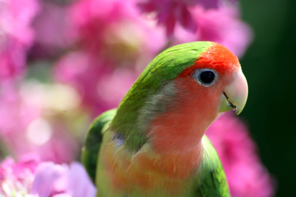 Slam-bearing Cockatoo