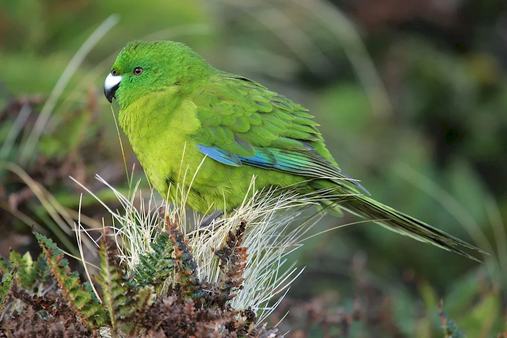 Wavy parrot in Australia