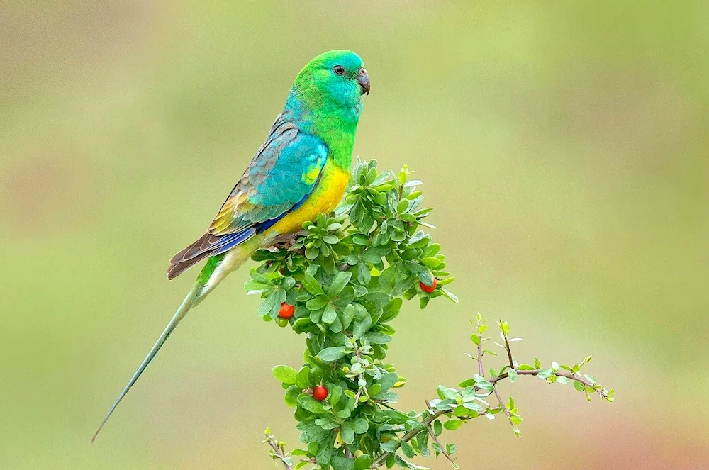 Blue song parrot