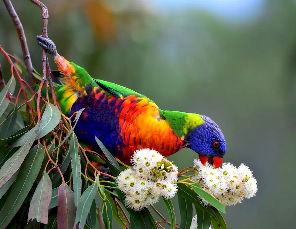 Exotic birds