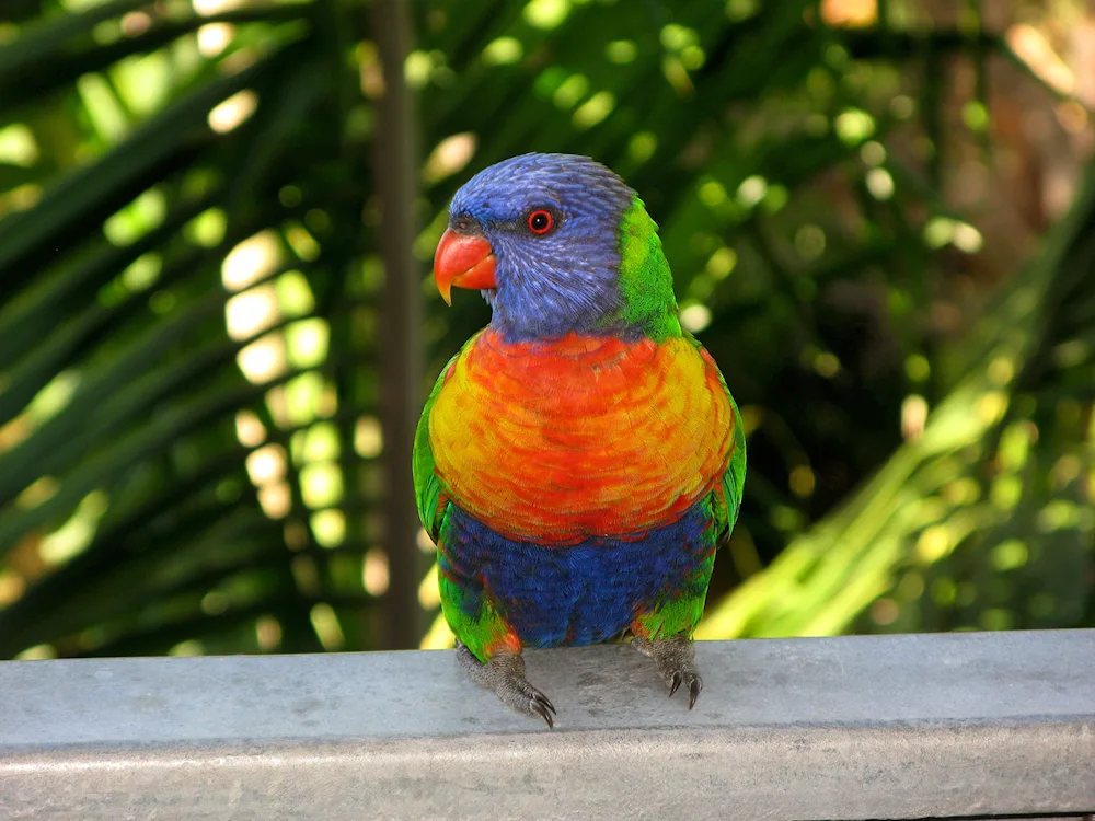 Rainbow Lorikeet Parrot