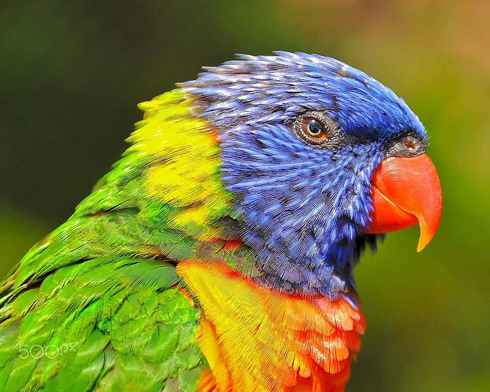 Wavy Parrot Rainbow Parrot