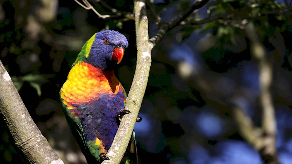 Heatherless parrots