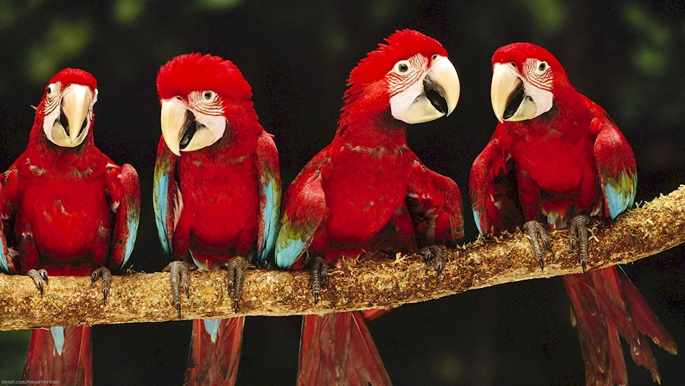 Red Parrot Parrot Parrot Parrot Red Parrot Parrot Parrot Red Ibis