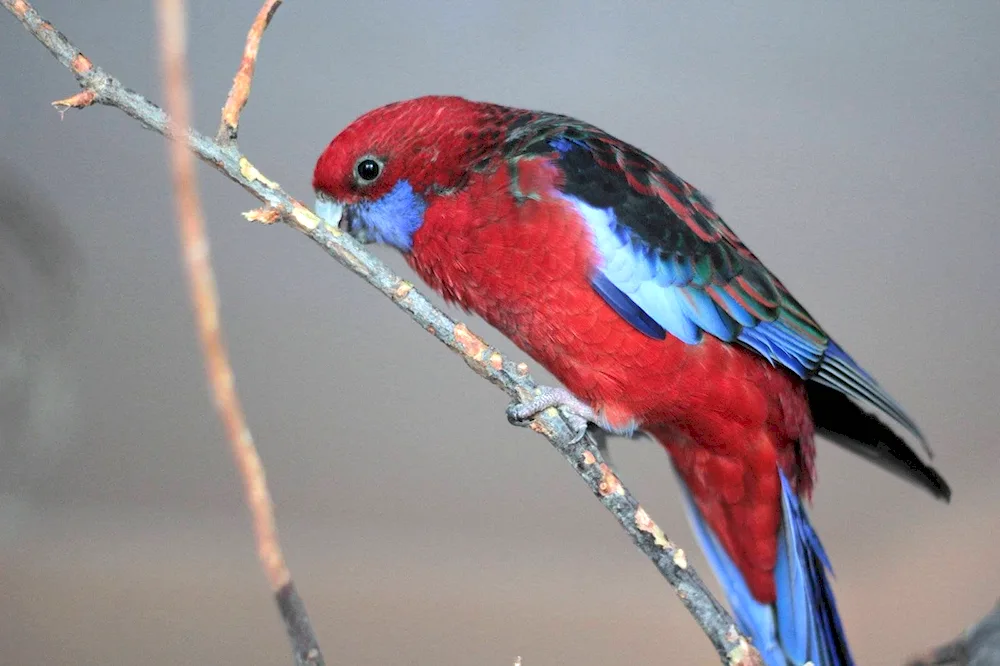 Red Lori's Blue-eared parrot