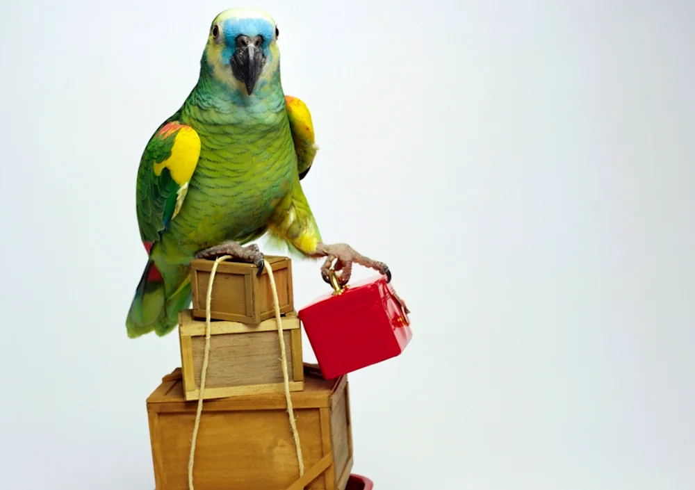 Corella parrot