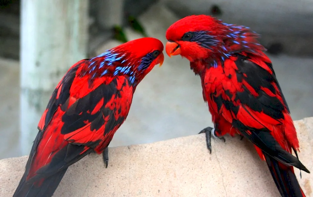 Ara hyacinth parrot