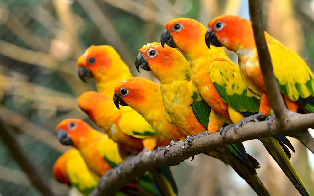 Sunny arating parrot