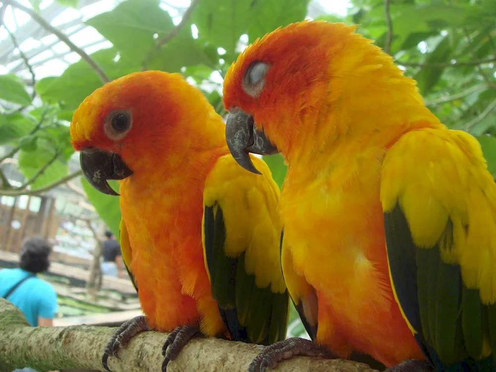 Sunny aratinga parrot