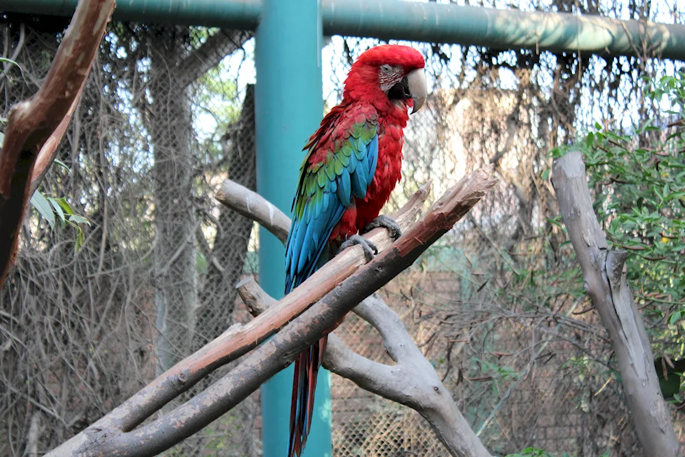 Parrot in the zoo