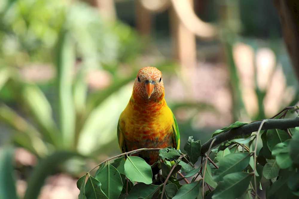 Ara parrot in the Zoo