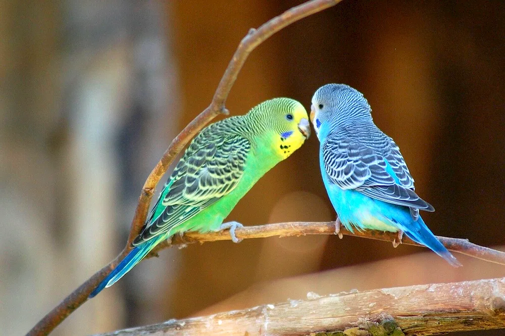 Wavy parrots