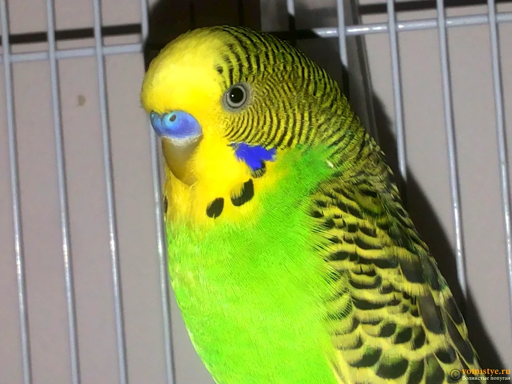 Wavy parrot female