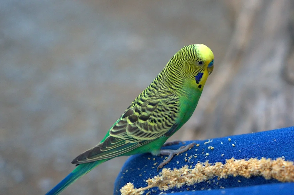 Green Parrot Wavy parrots