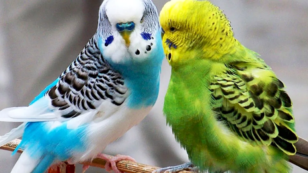 Wavy parrots