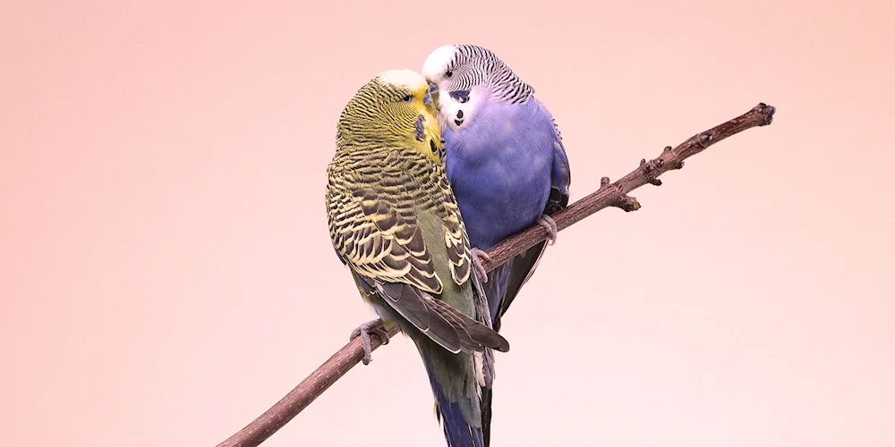 White Parrot