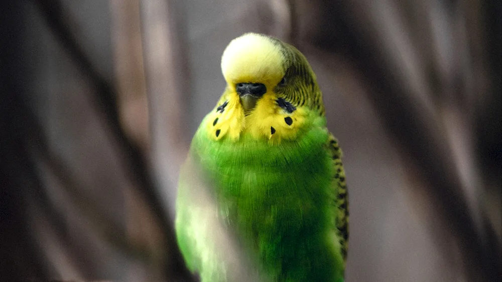 Harlequin Woolly Parrot