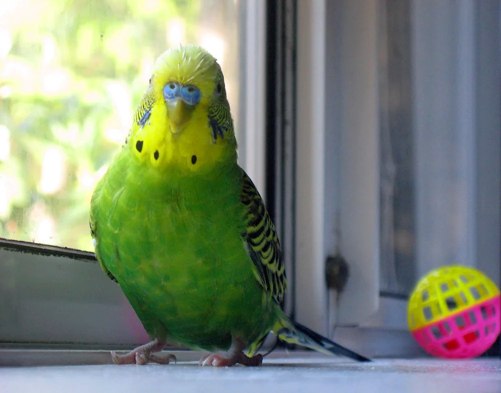 Wavy parrots