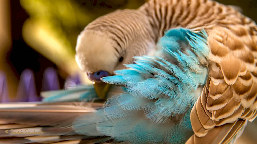 Blue Woolly Parrot